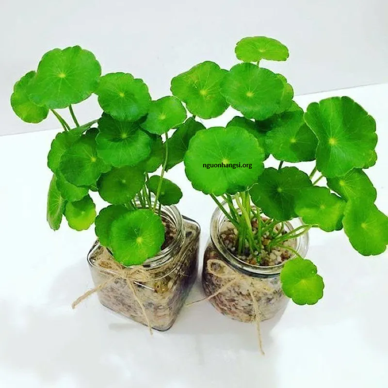 Cây sen dù - cây thủy sinh mini, cây thủy sinh bán cạn
