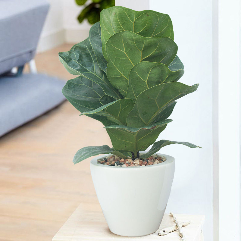cây cảnh mini giá rẻ