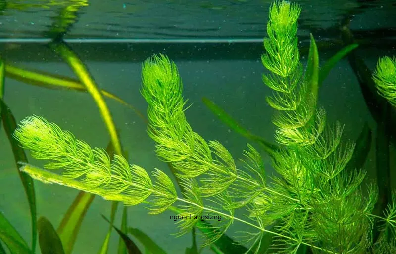  Rong Đuôi Chồn Cho Hồ Cá, Bể Cá Thuỷ Sinh