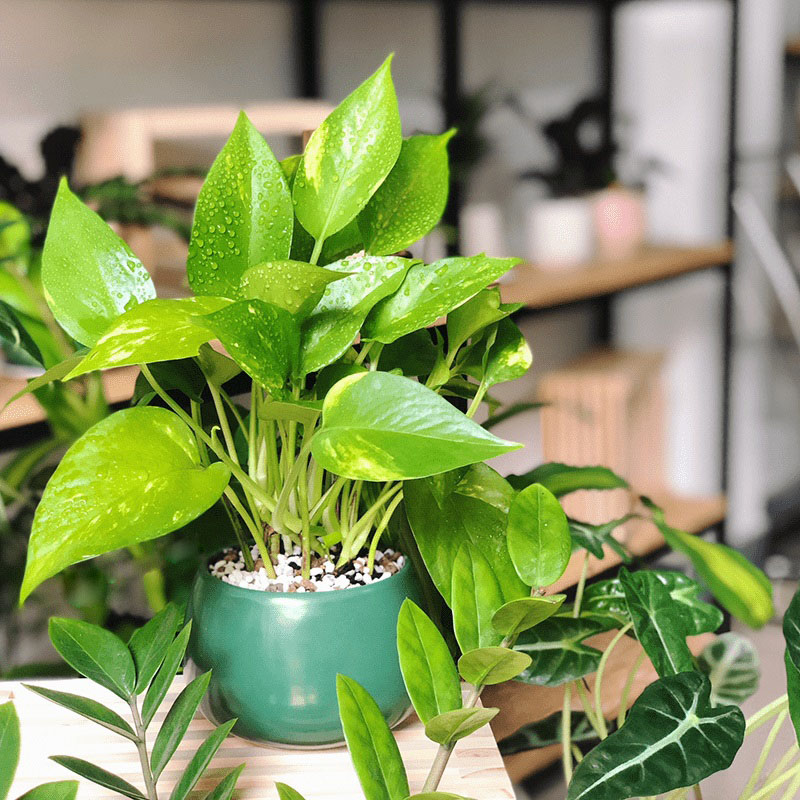 nguồn hàng sỉ chậu trồng cây