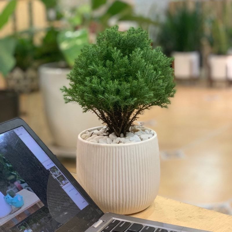 nguồn hàng sỉ cây để bàn mini