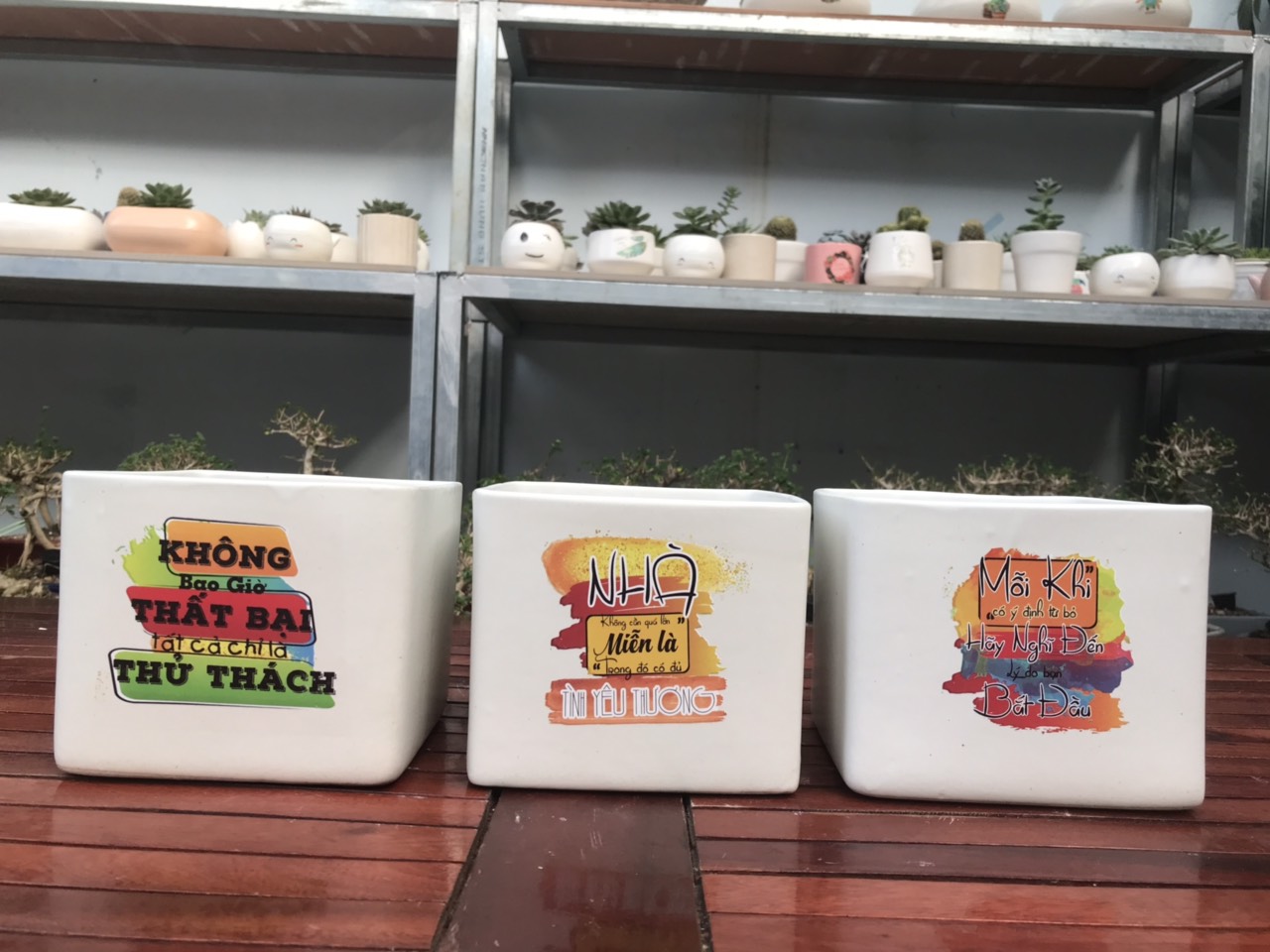 sỉ chậu cây để bàn 