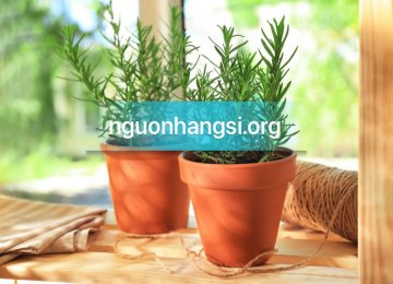 -nguon-hang-si-cay-huong-thao-tinh-dau-huong-thao-la-huong-thao-kho-tai-tphcm-va-ha-noi