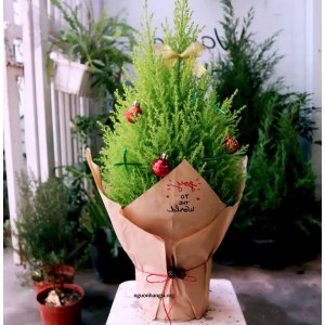 cay-tung-thom-trang-tri-noel