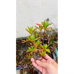 cay-mi-nuong-thuy-sinh-ban-can-biotope-cay-bach-chi