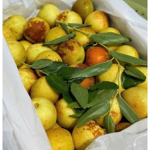 tao-tau-jube-tao-tau-tuoi-noi-dia-trung